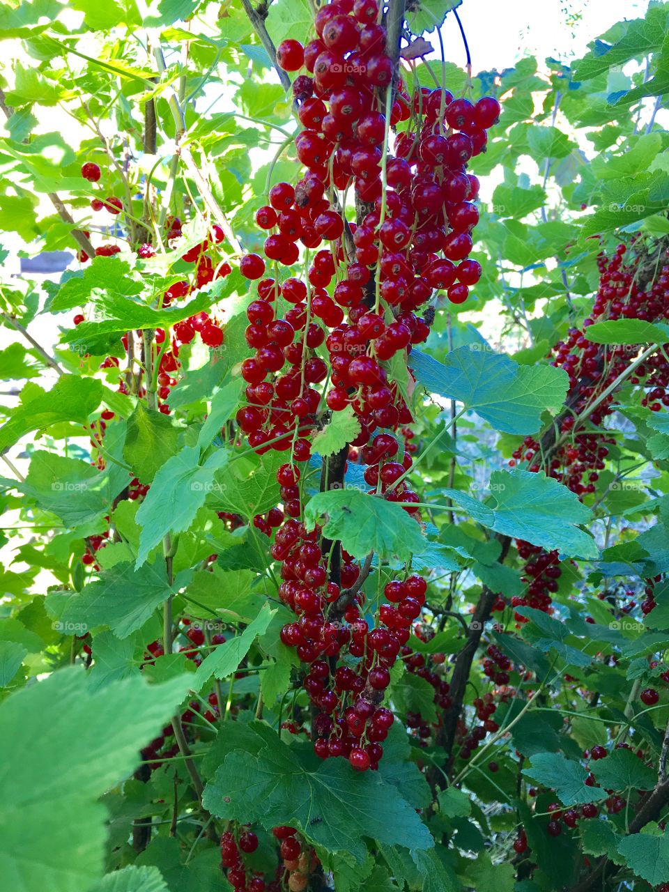 redcurrants