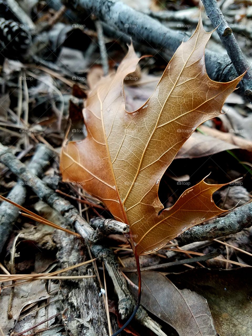 golden leaf.