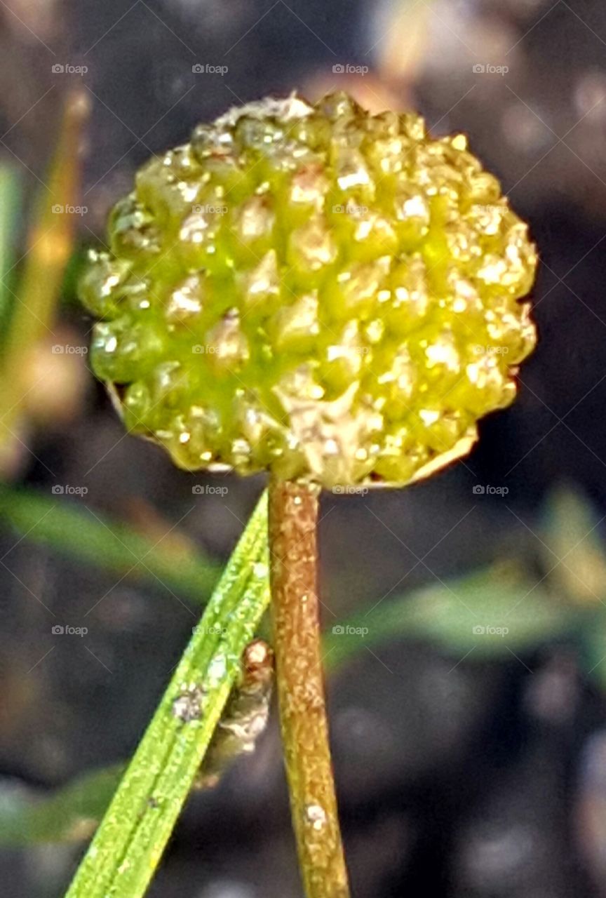 No Person, Nature, Leaf, Outdoors, Flora