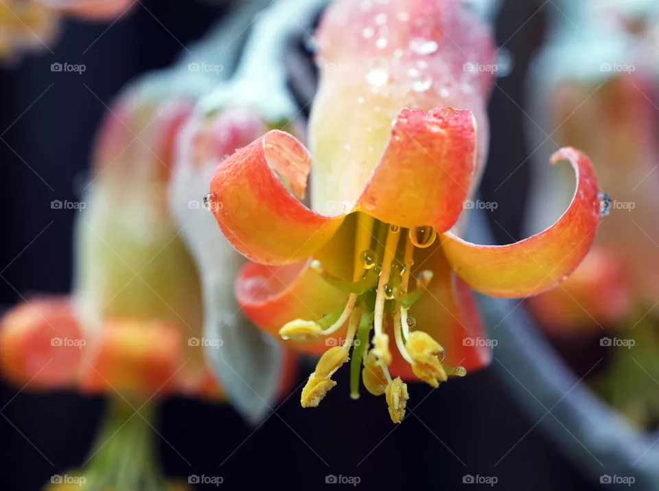 Bryophllum
