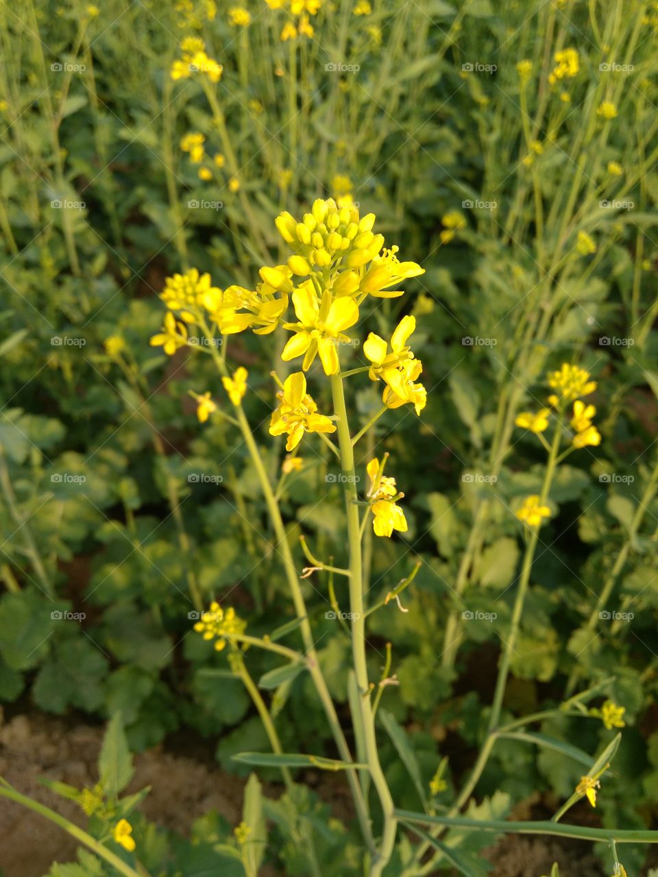 mustard flowers
