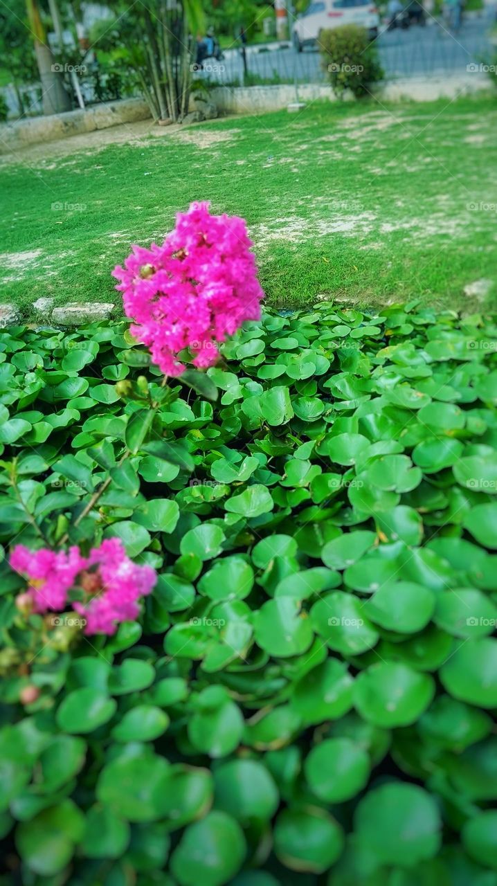 Those flowers look absolutely stunning!The vibrant colors and lush green leaves create such a beautiful and refreshing scene. It's like a little slice of paradise right there.