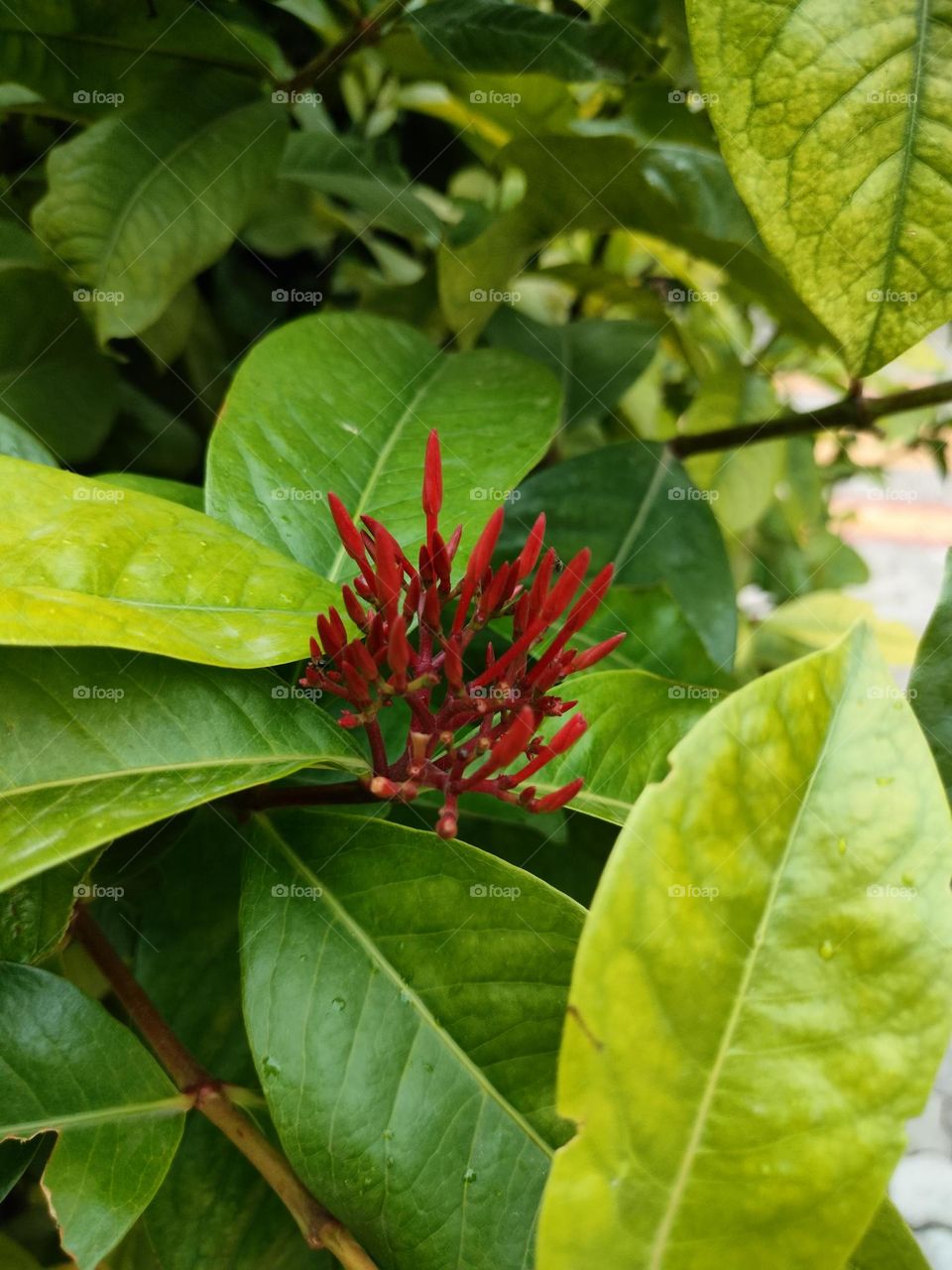 Beautiful Flowers In Garden