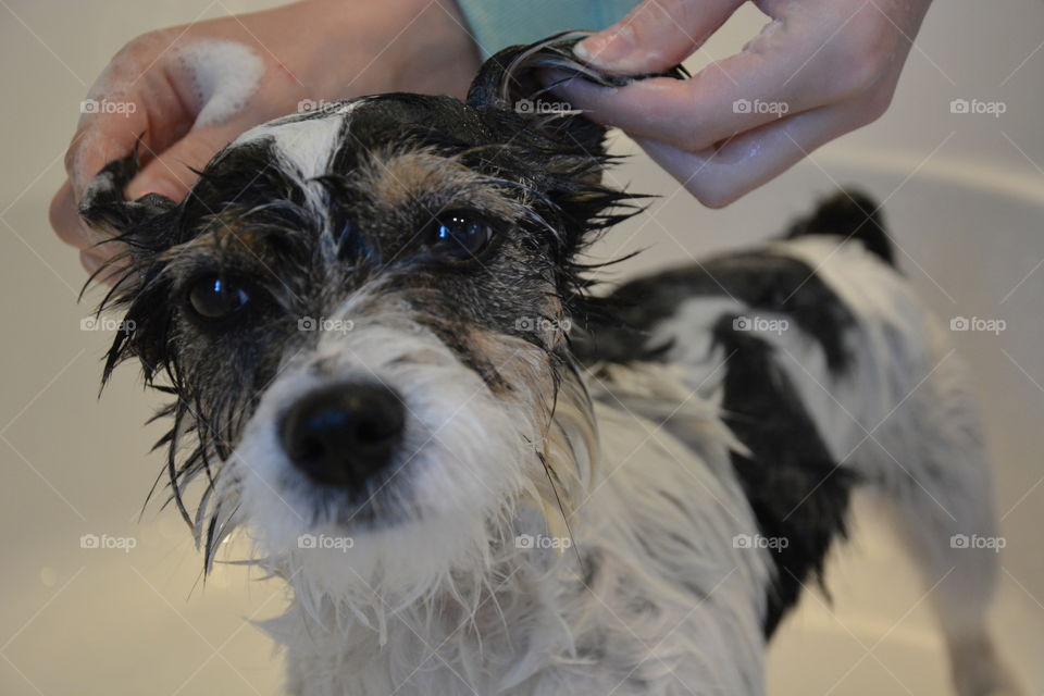 Cleaning a terrier dog in a bathtub
