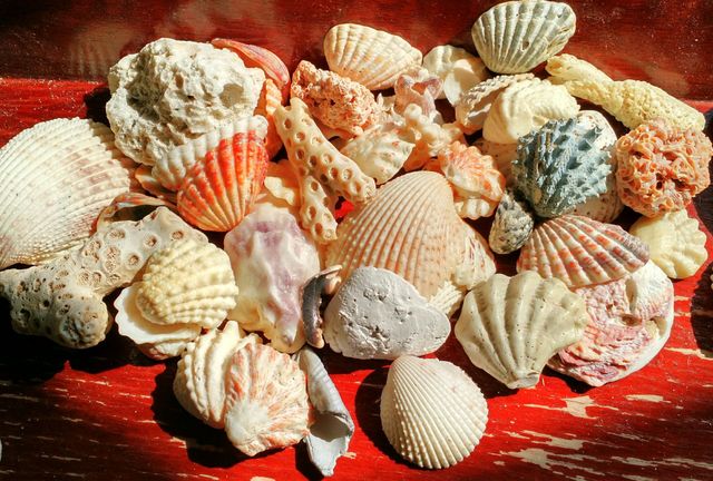 Shells in the sun