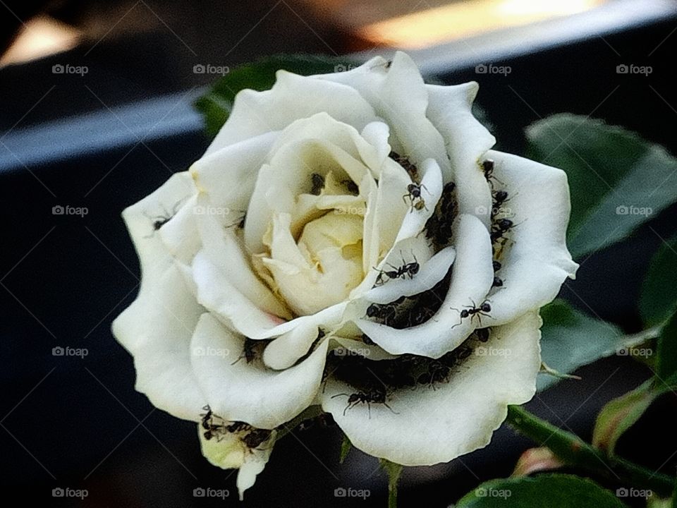 white rose