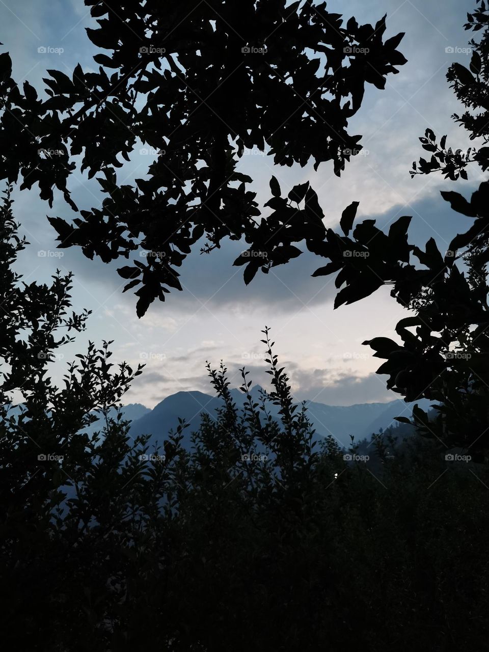 An evening view through trees