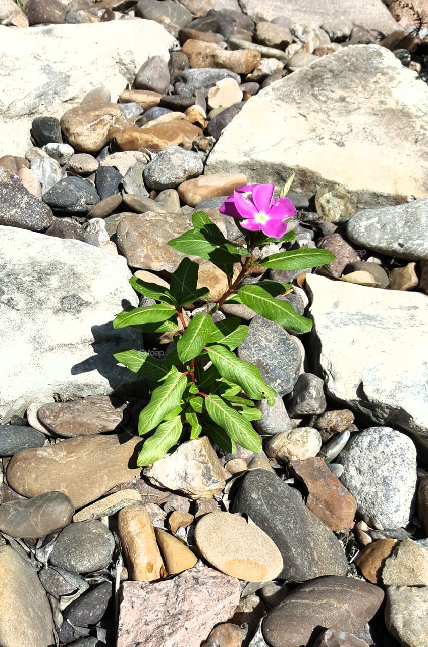 lone flower strugling through the rocky bed
