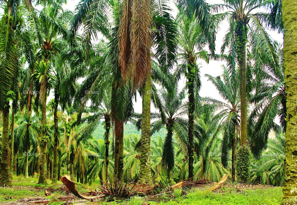 palm farm in Malaysia