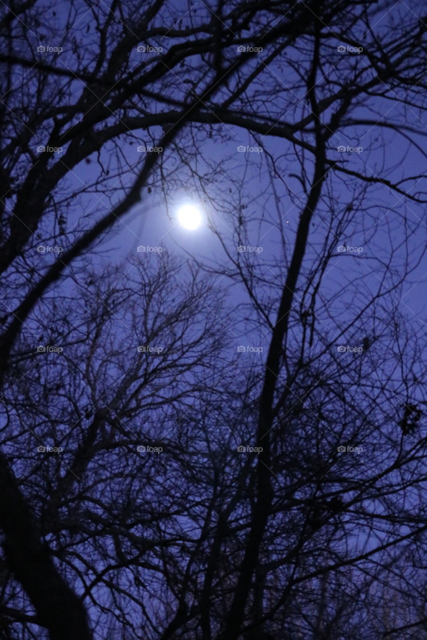 A full moon in the forest at night.