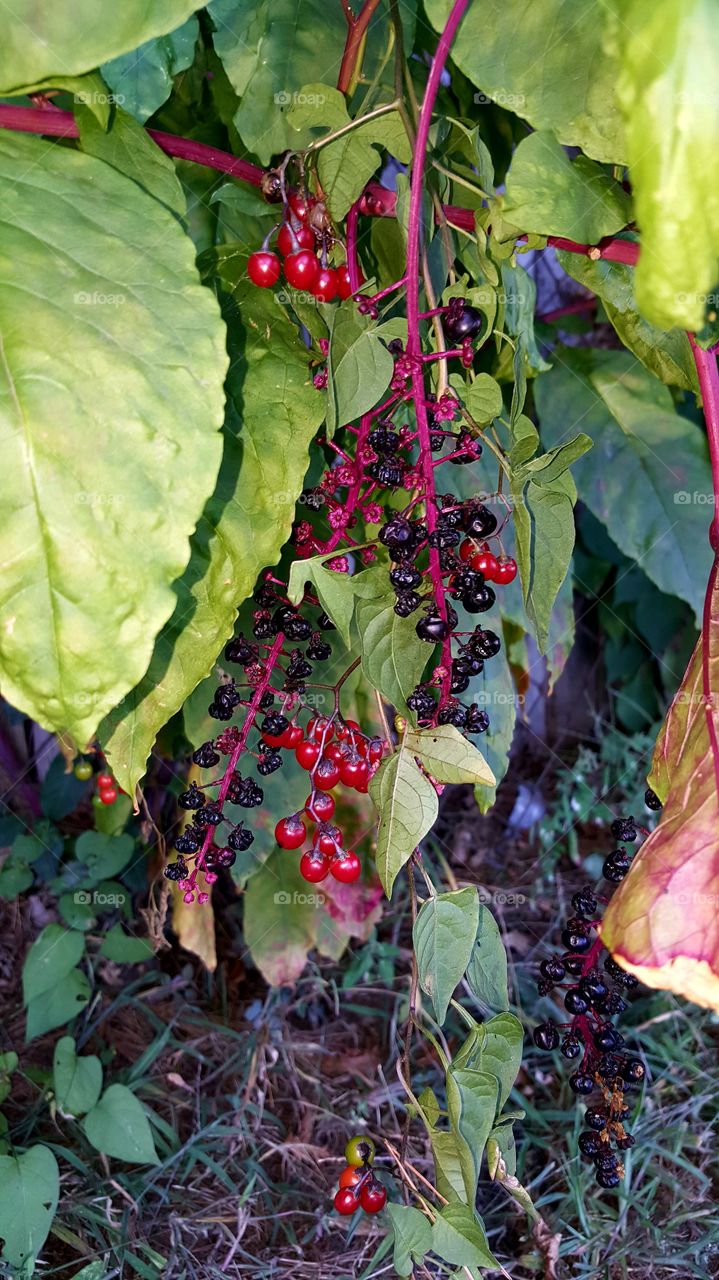 Bird Berries