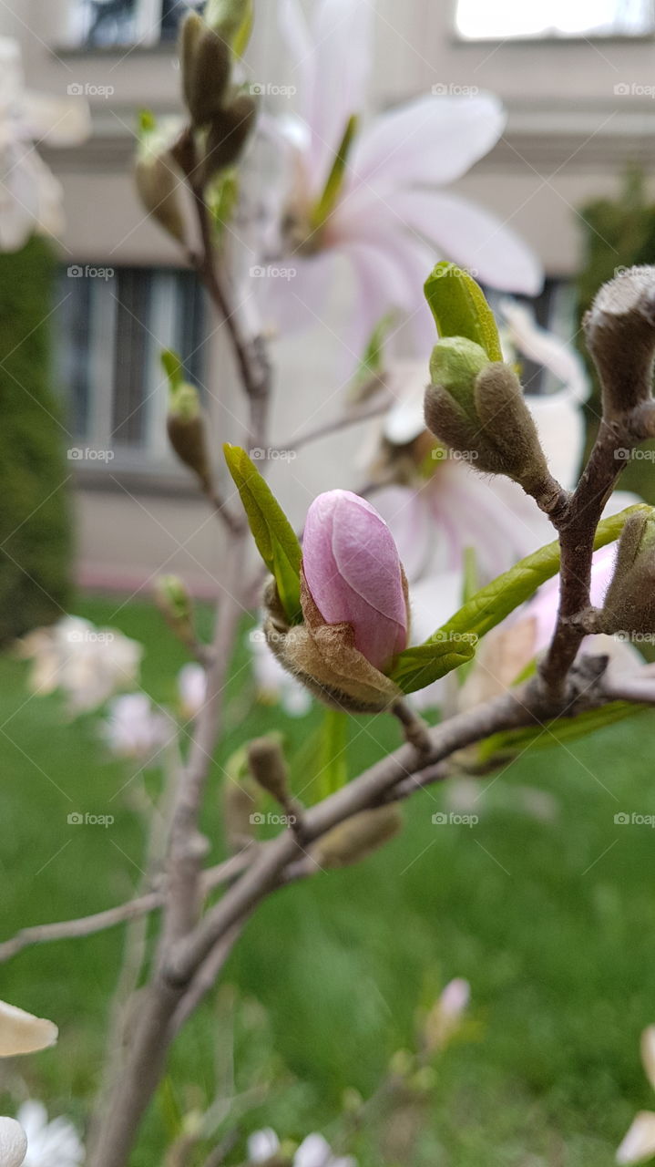 pink magnolia bud Almaty