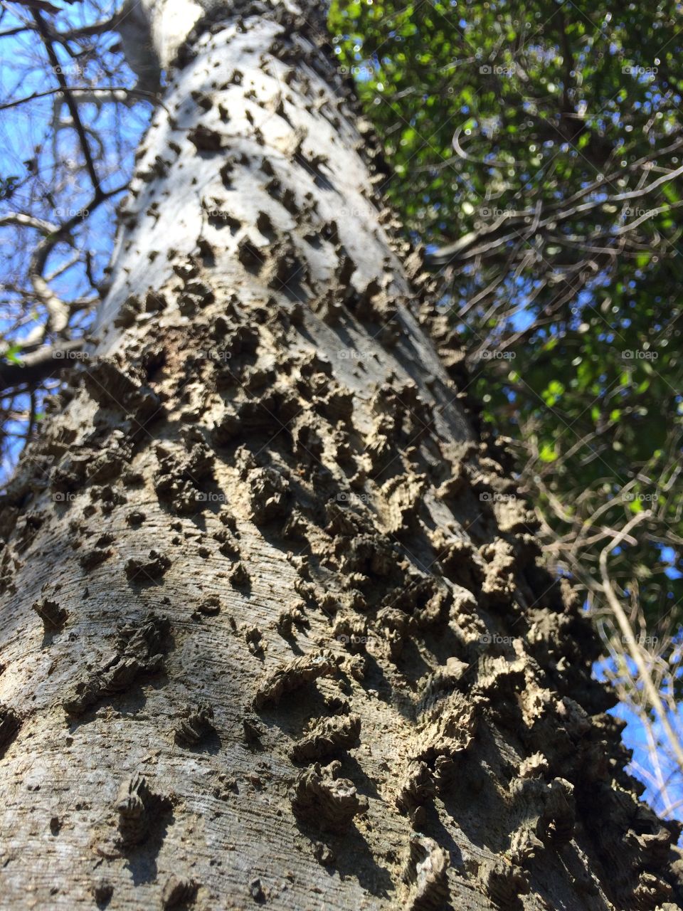 Tree trunk