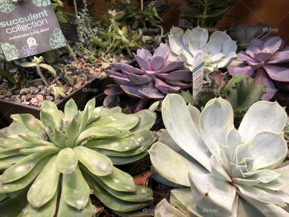 Succulents 