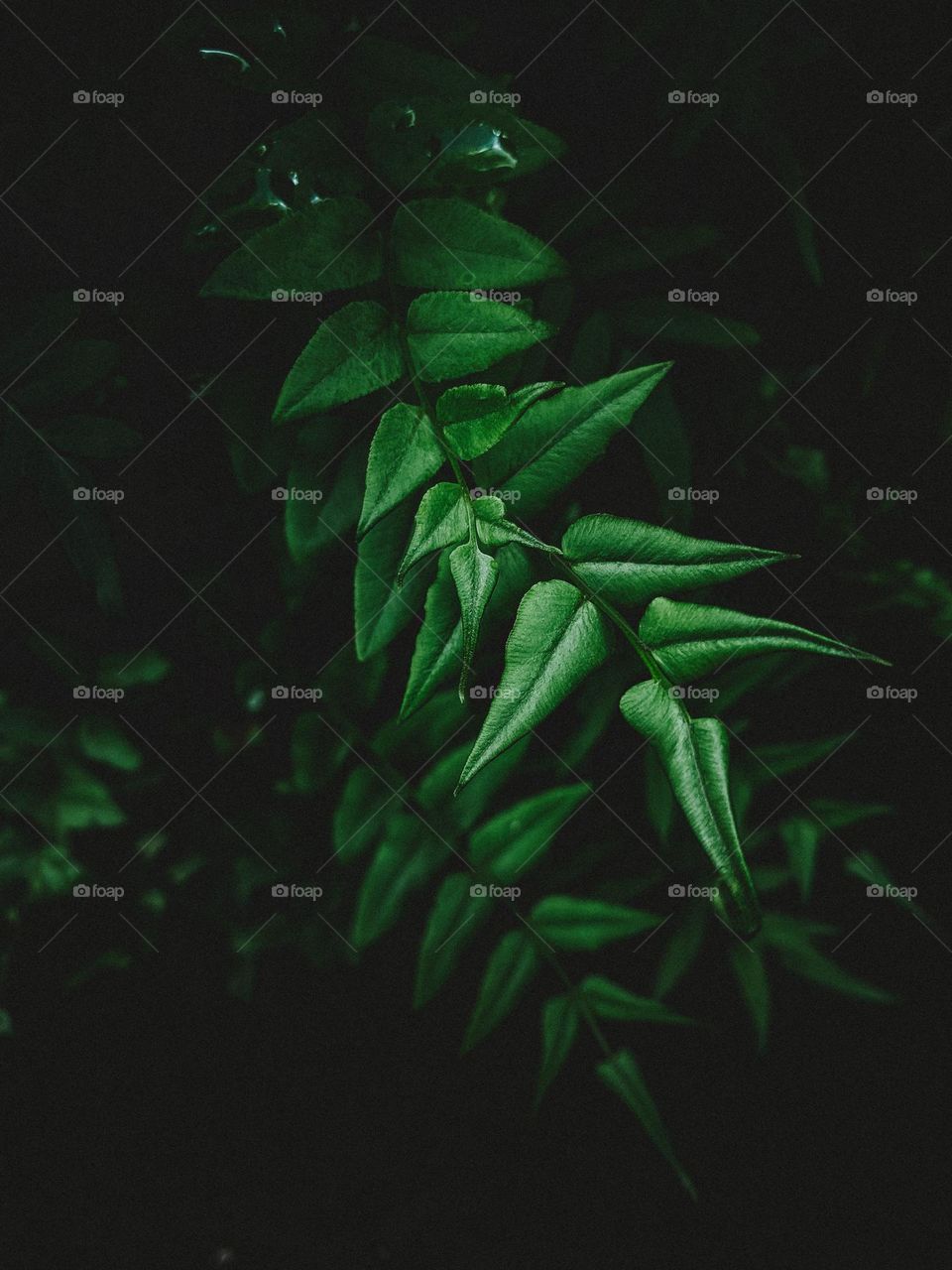 Extremely close up of green leaf 