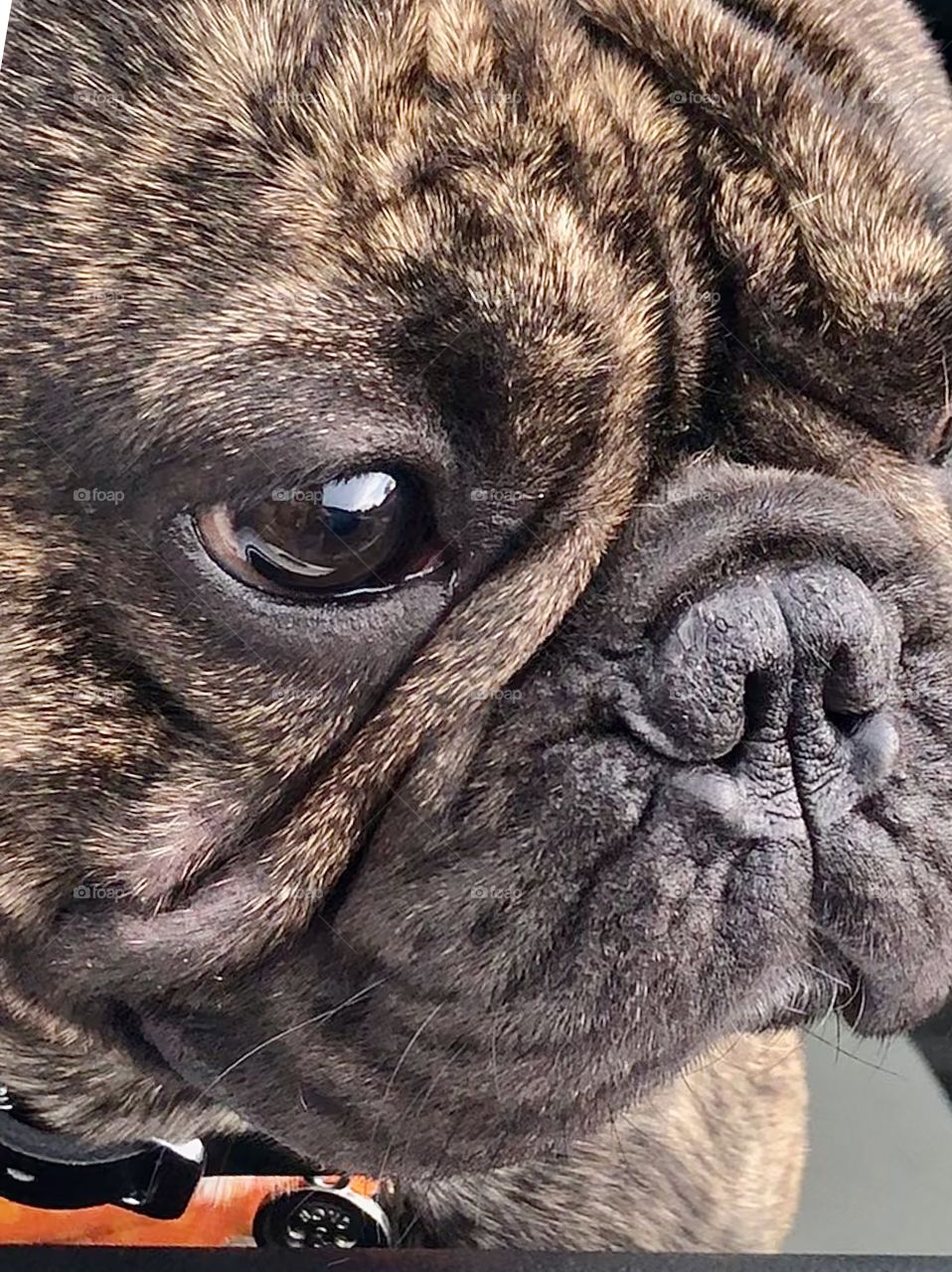 Closeup headshot of a cute brown French Bulldog with its wrinkled face and pushed in nose