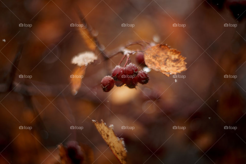 Autumn hawthorn berries macro photo