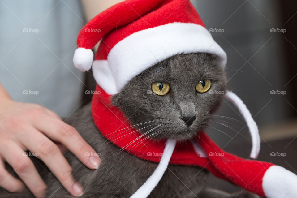 cat in Santa's hat