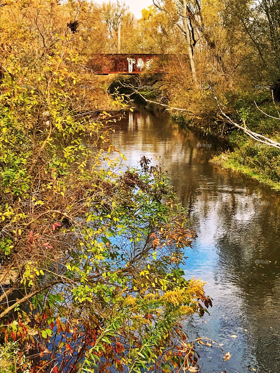 Ellicott creek