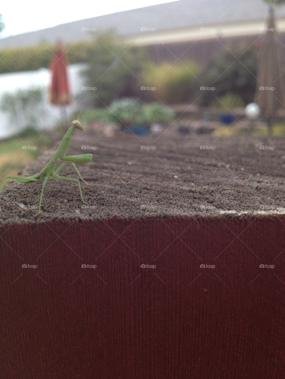 Baby bug in my backyard