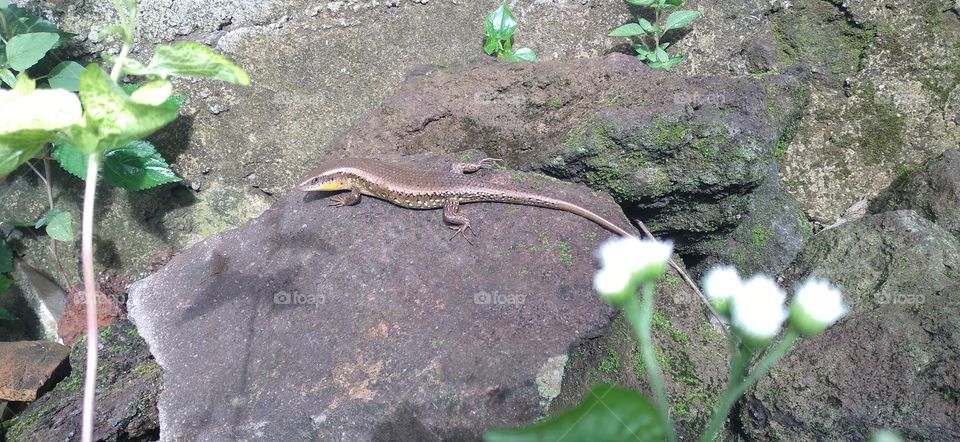 Genus Sphenomorphus - vernacularly known as the common lizard