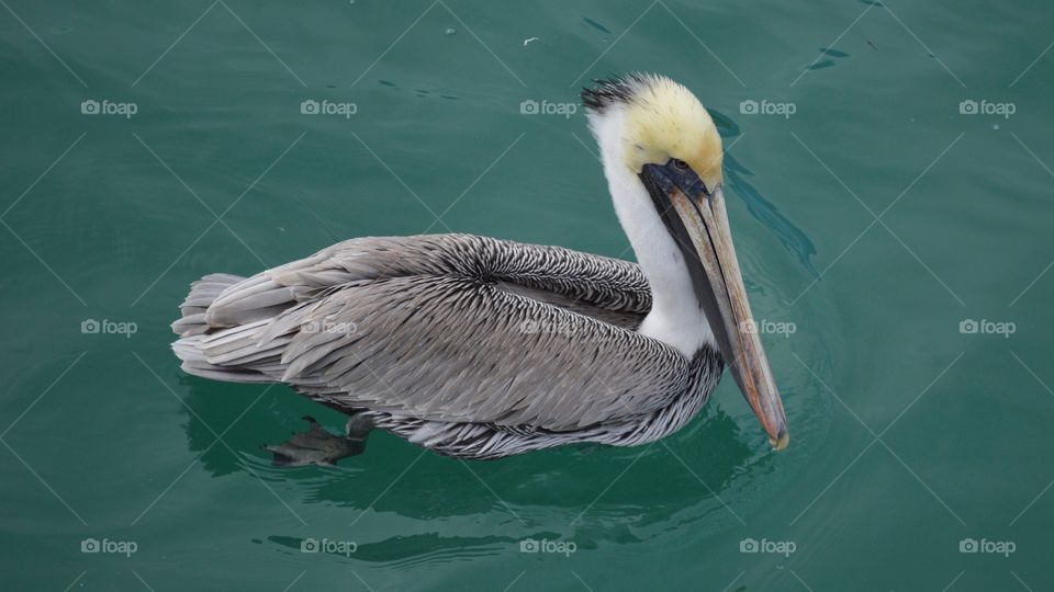 Proud Pelican