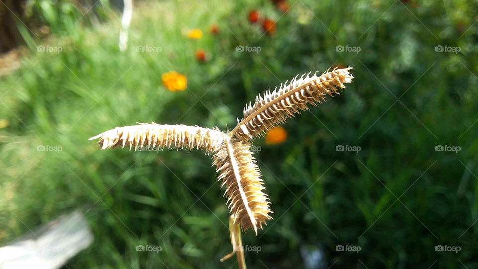 Grass micro