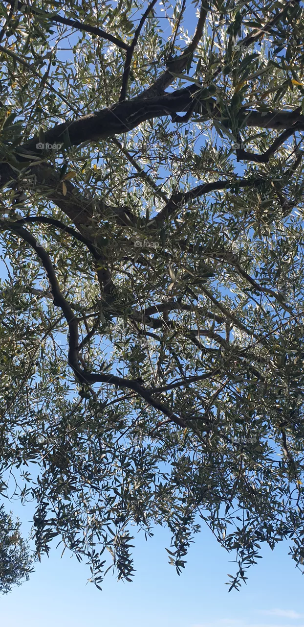under the olive tree