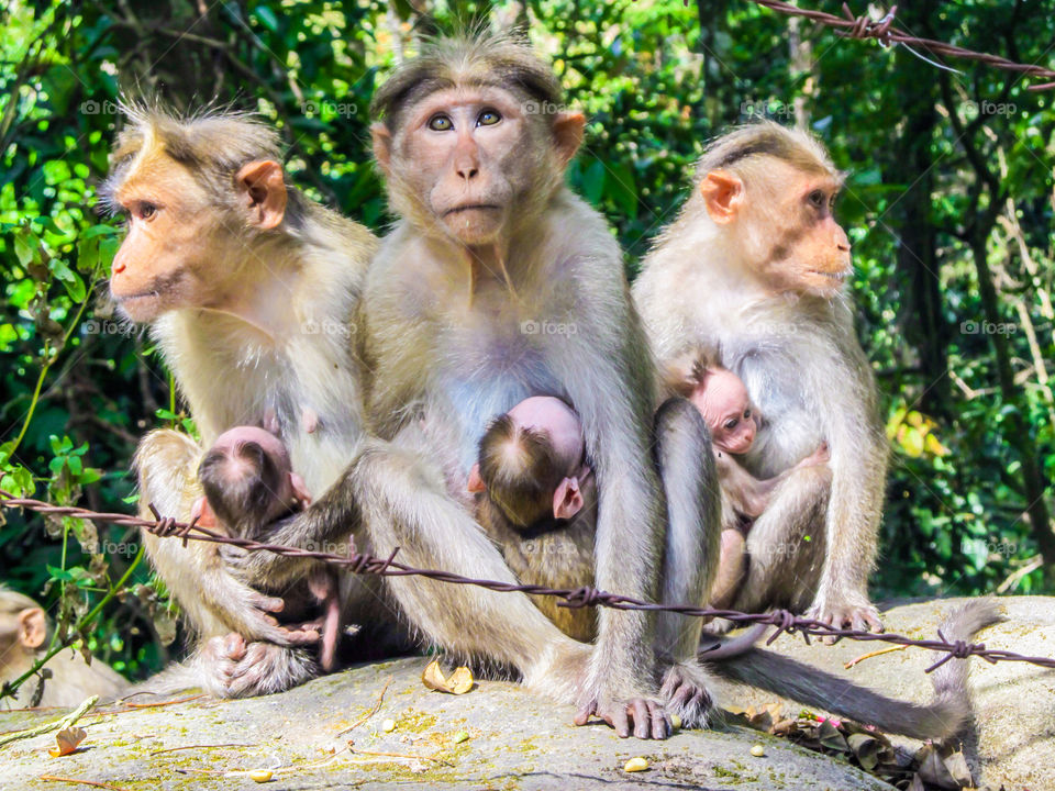 Three Mothers and Babies