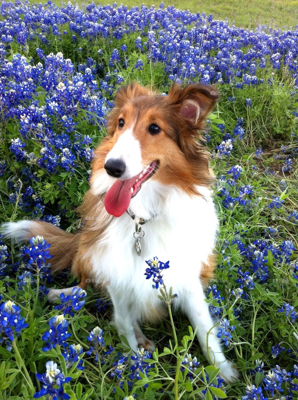 Sheltie