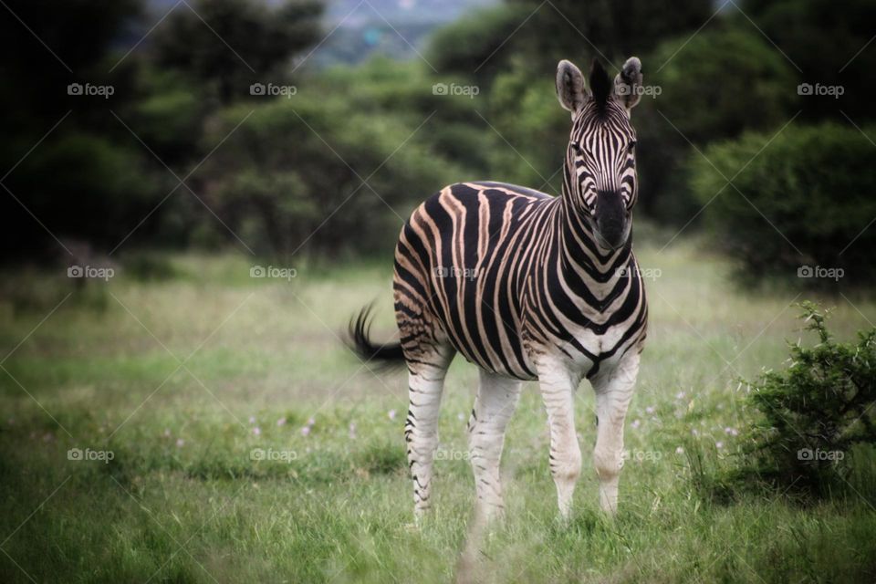 beautiful Zebra grazing