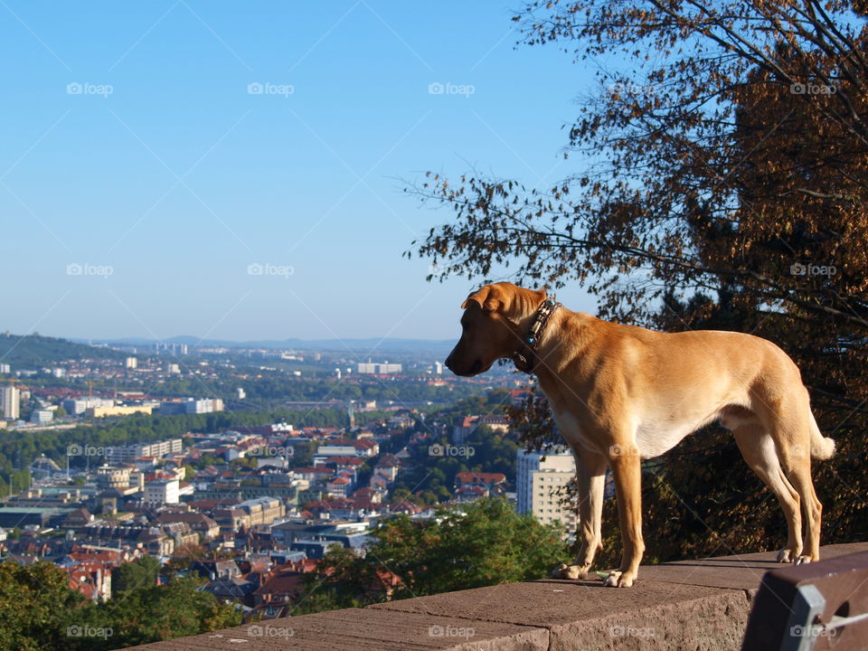 No Person, Outdoors, Mammal, Dog, City