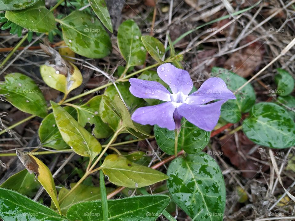 flower