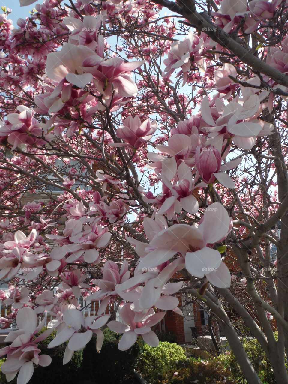 Tulip tree