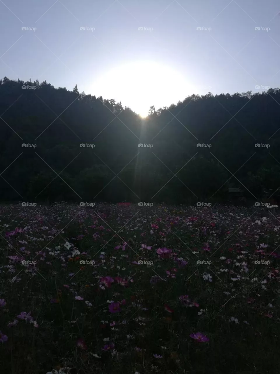 Sunlight