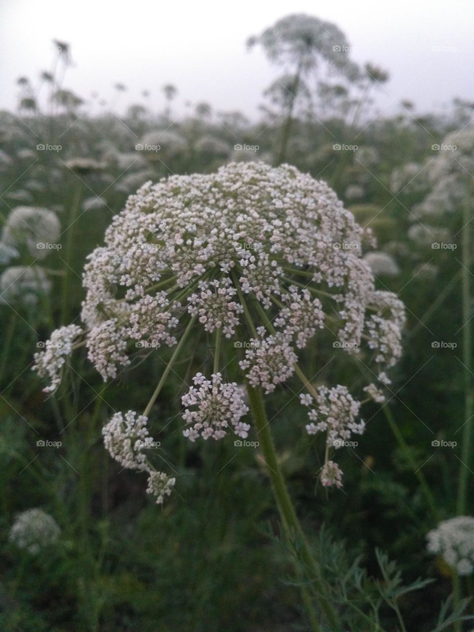 white flower