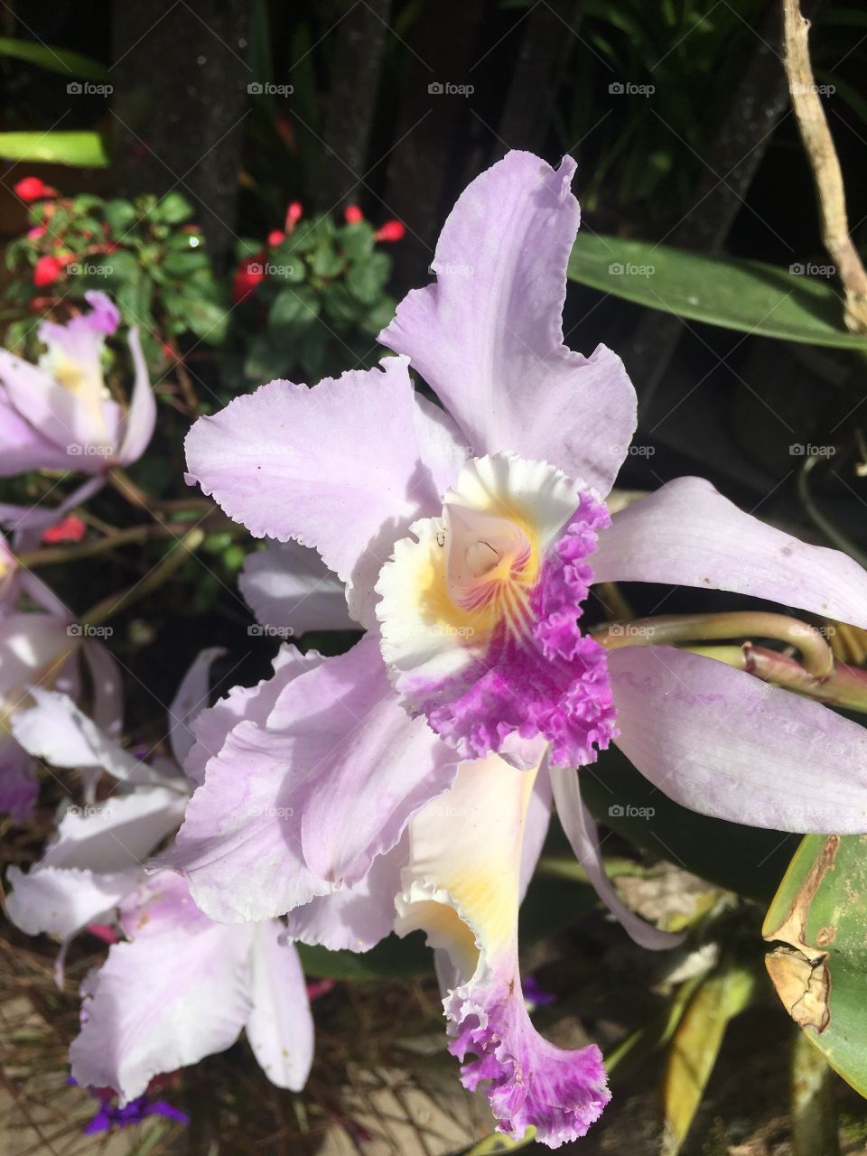 Orquídea Cattleya 