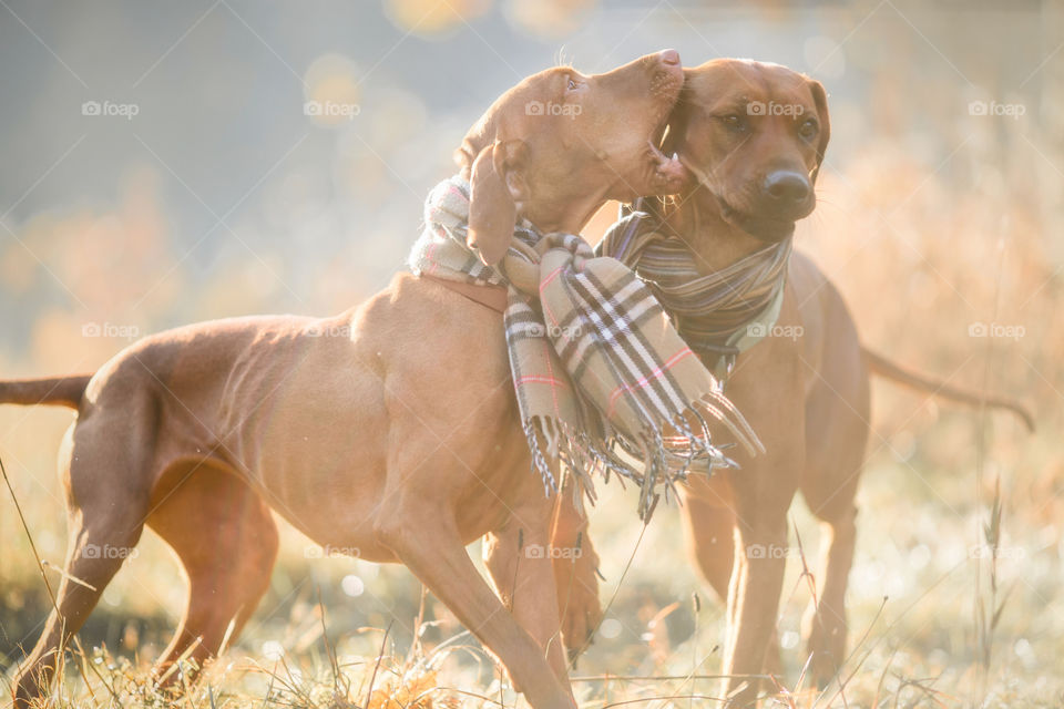 Rhodesian Ridgeback and Hungarian Vizsla in wear at autumn park