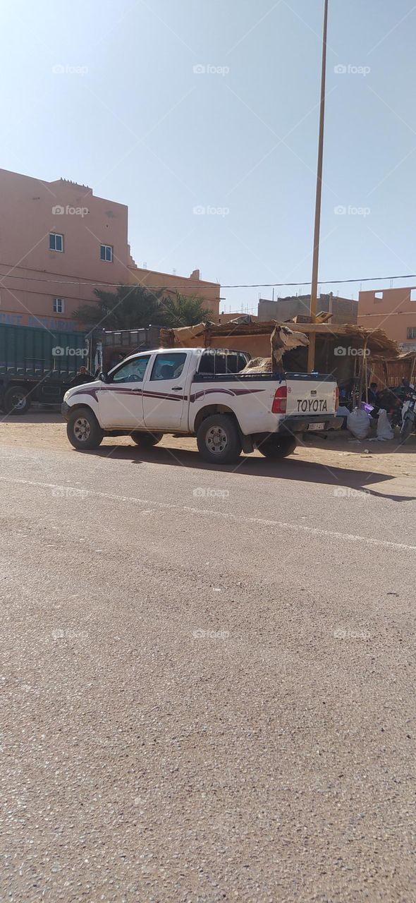 the camel on the car