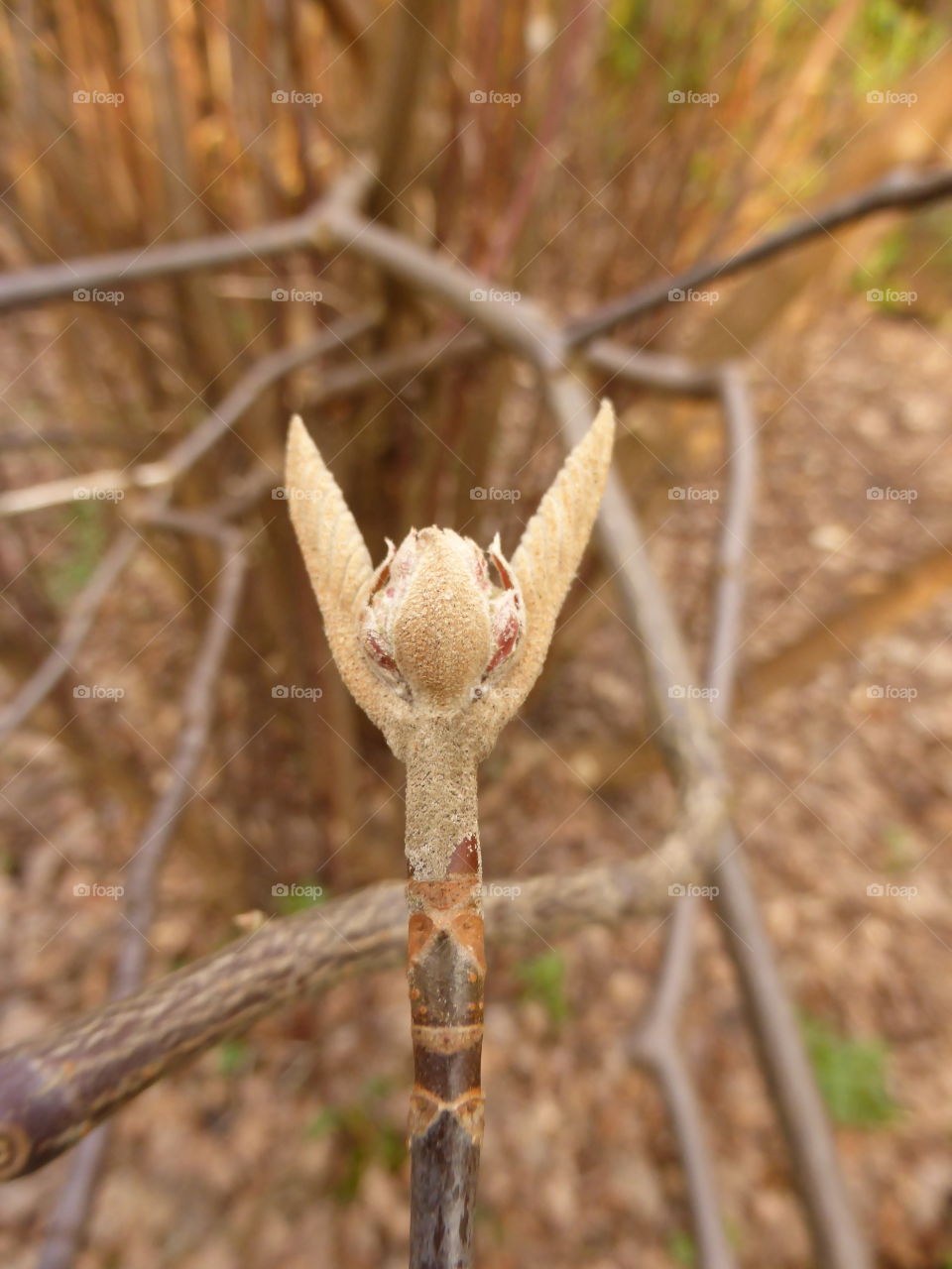 Bud waking up 