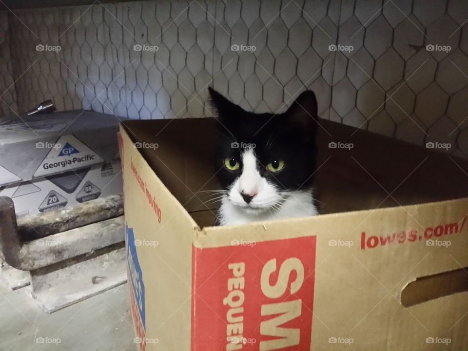 Cat in the Box a black and white cat with green eyes peeks out from inside a Lowe's box looking very serious and funny