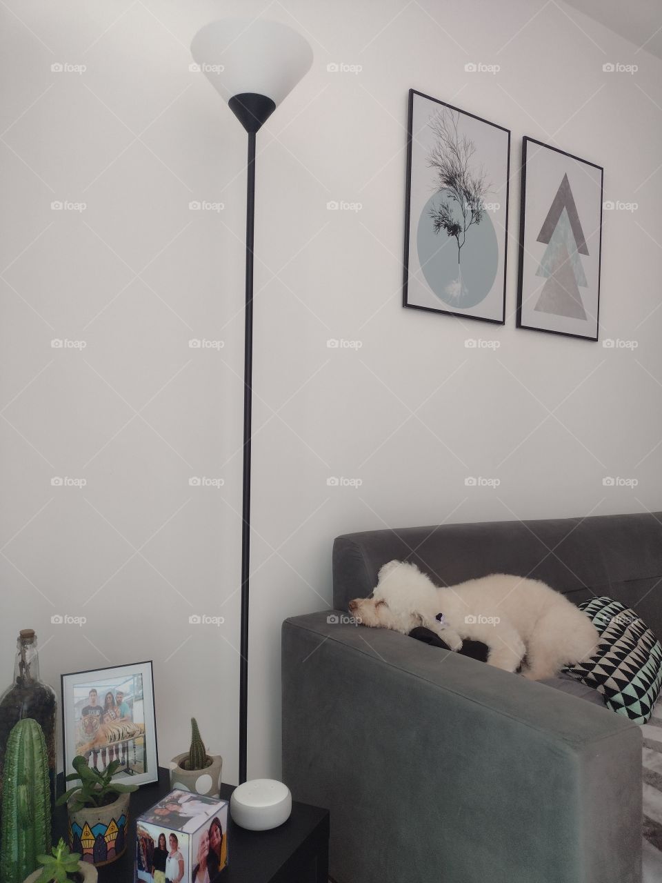 Quando o pet faz parte da decoração