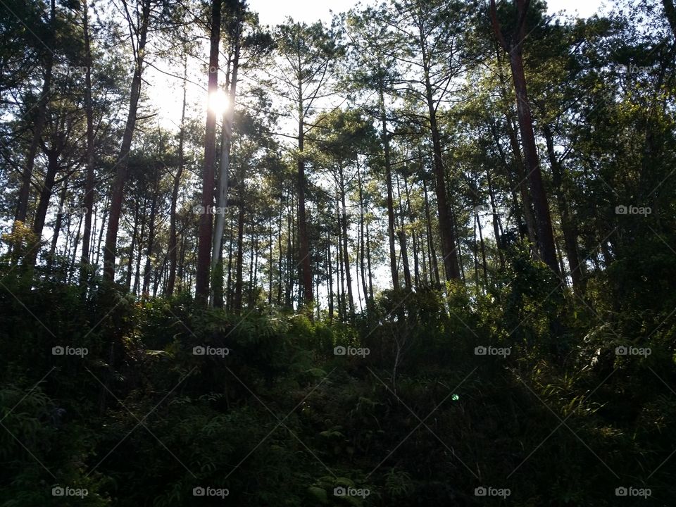 Day light in the forrest