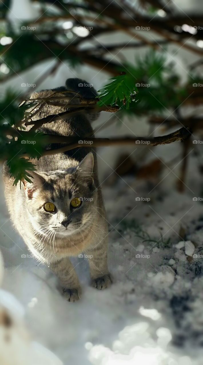 My cat under tree in snow