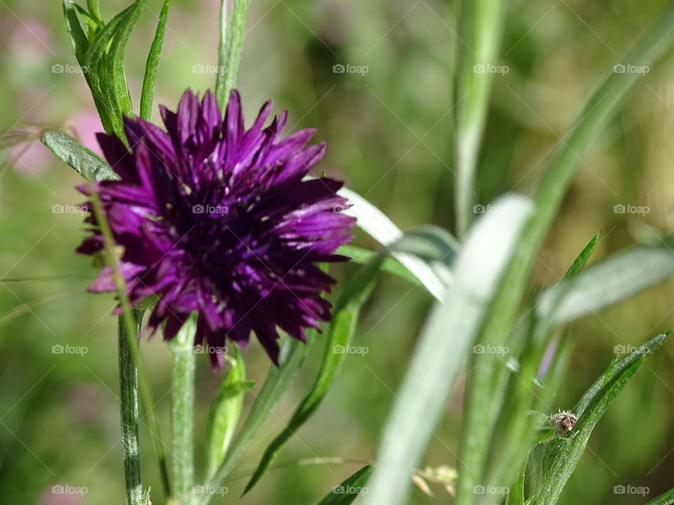 Nature, Flower, Flora, No Person, Summer