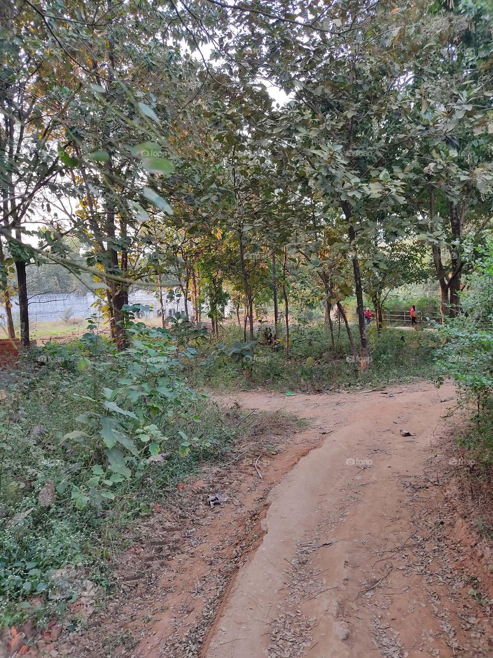 beautiful😍 path 👣👣👣👣👣