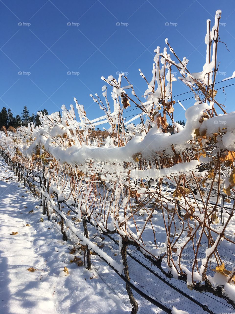 Vines in the winter