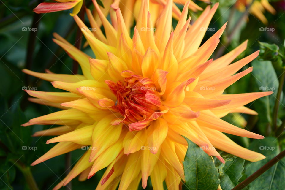Dahlia yellow and red star