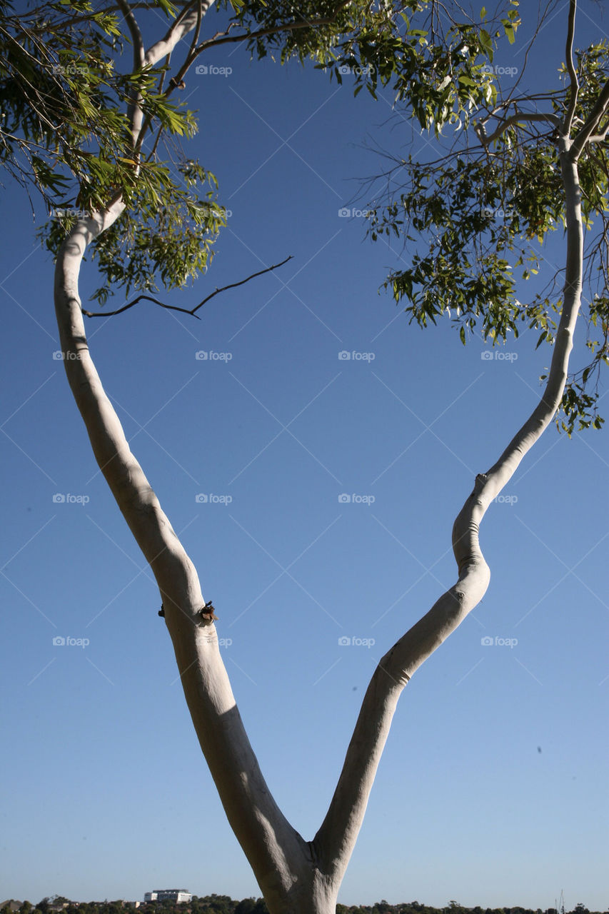 Tree with two branches