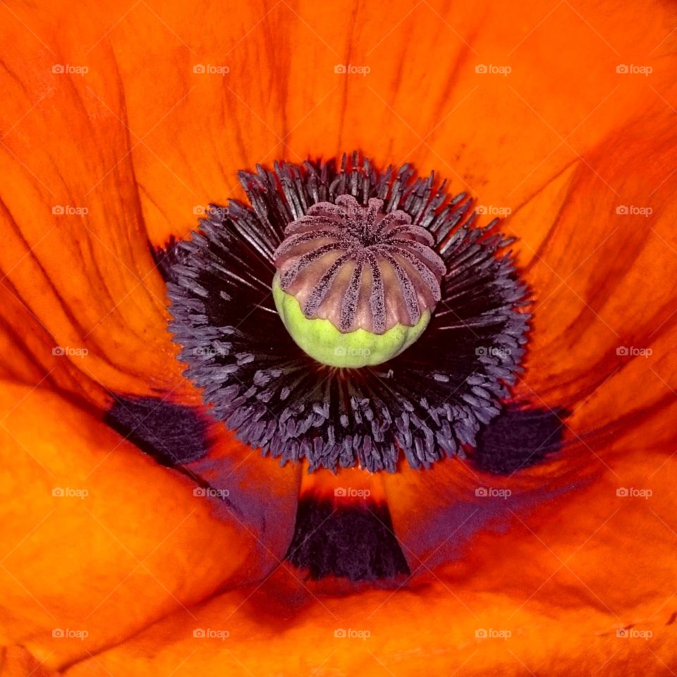 flower macro shot